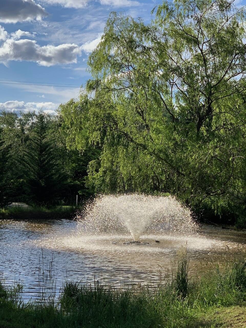 Aerator running on a pond under willow trees